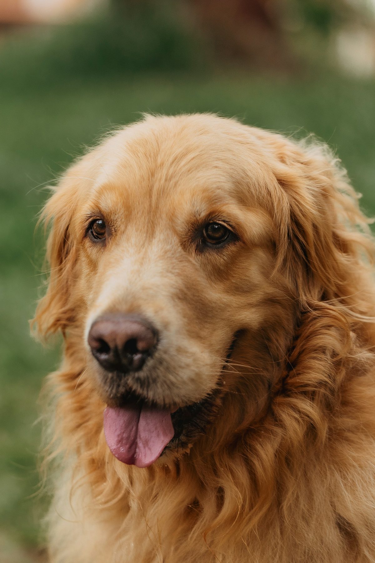 Golden retriever in nature